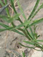 Image of roundleaf snakeweed