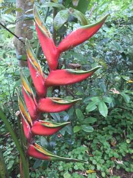 Image de Heliconia bihai (L.) L.