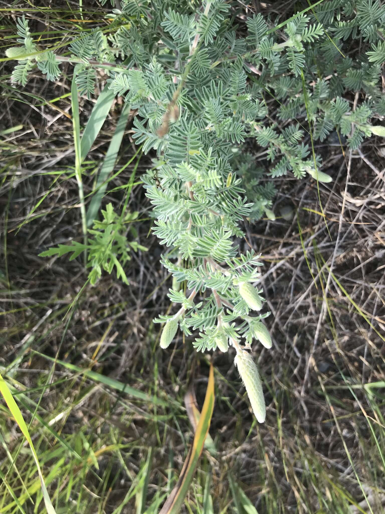 Image of silky prairie clover