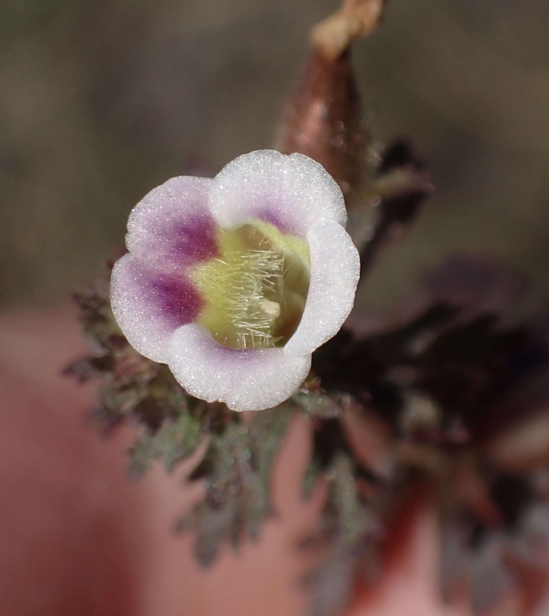 Image of Limnophila ceratophylloides (Hiern) Skan