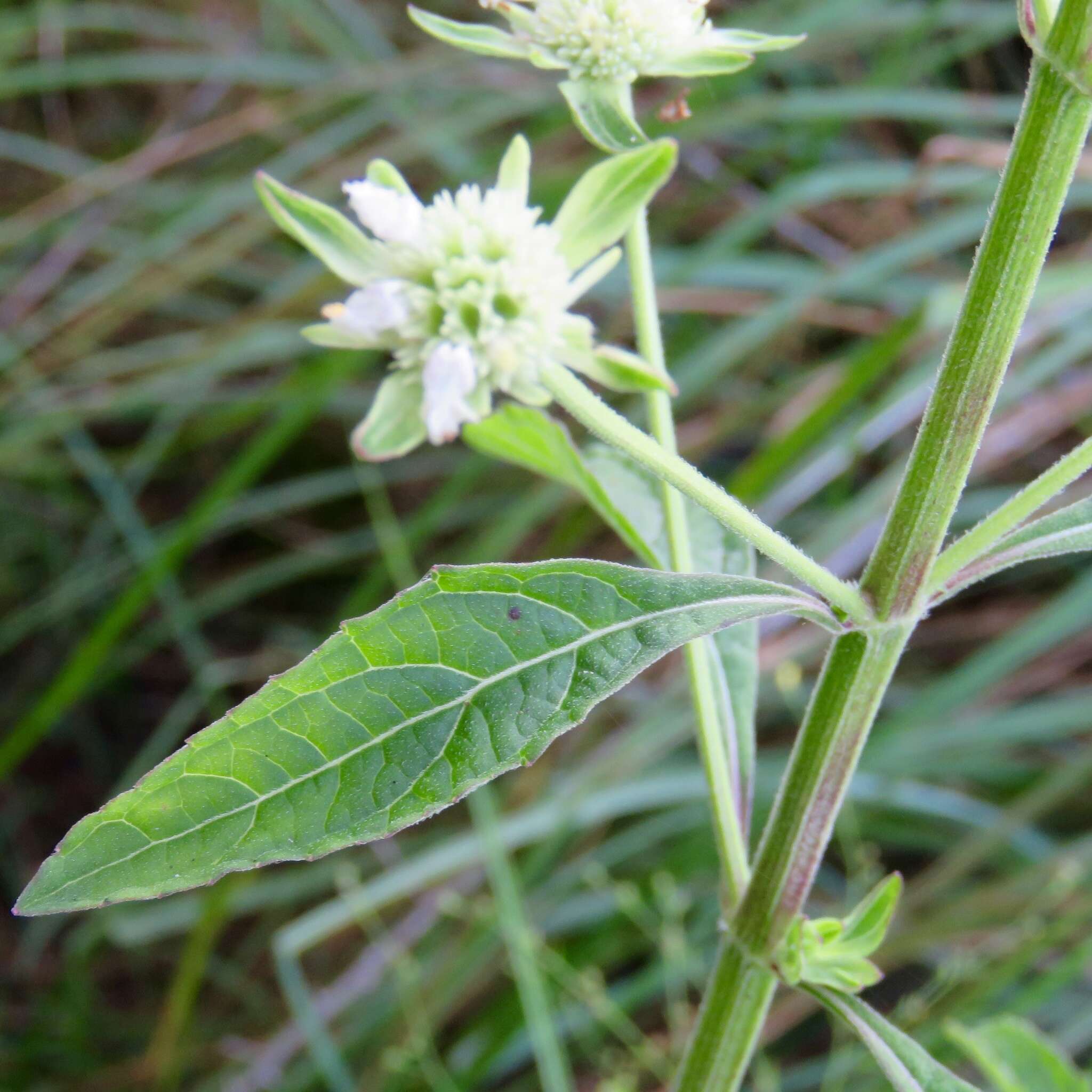 Image of clustered bushmint