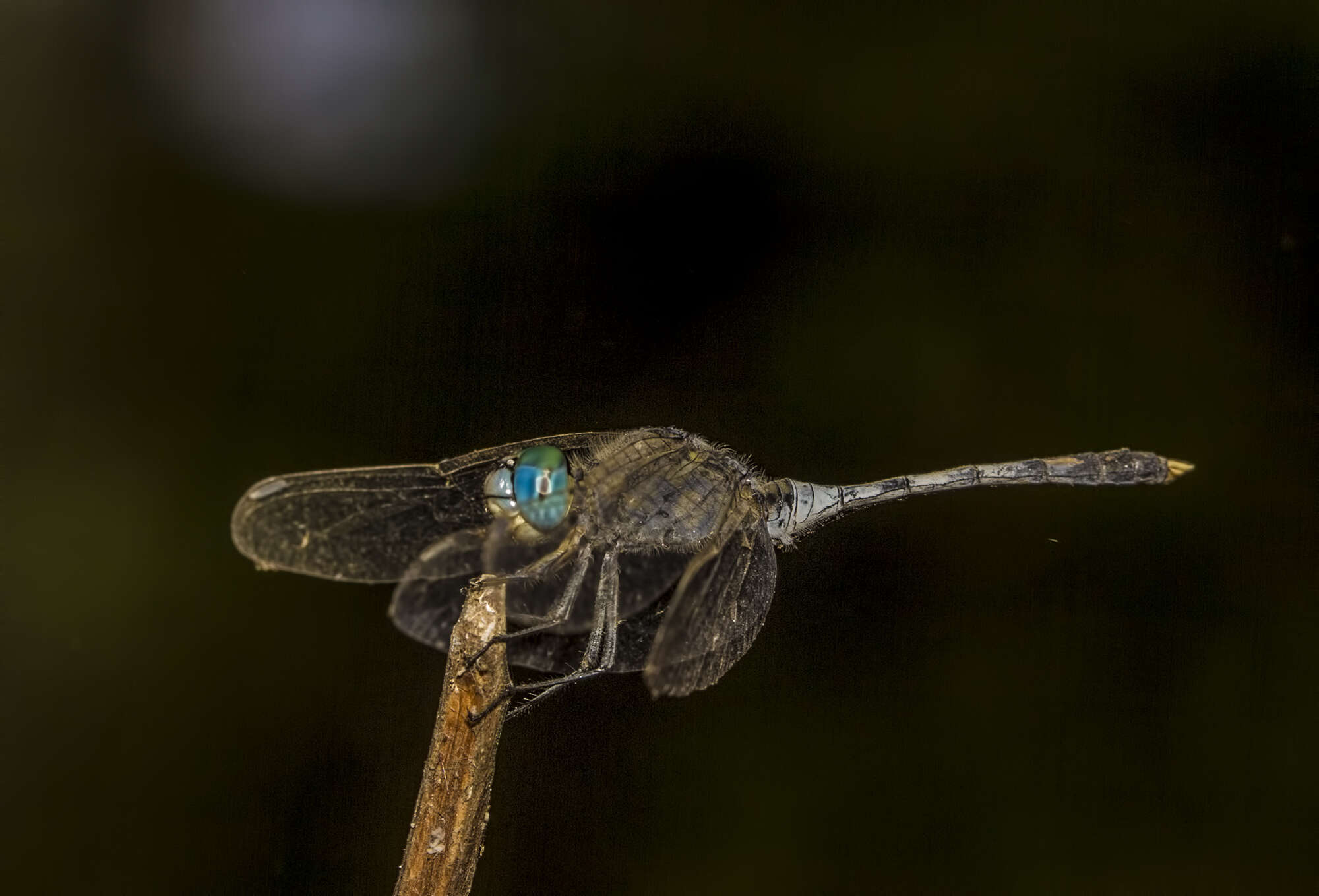 Image of Diplacodes trivialis (Rambur 1842)