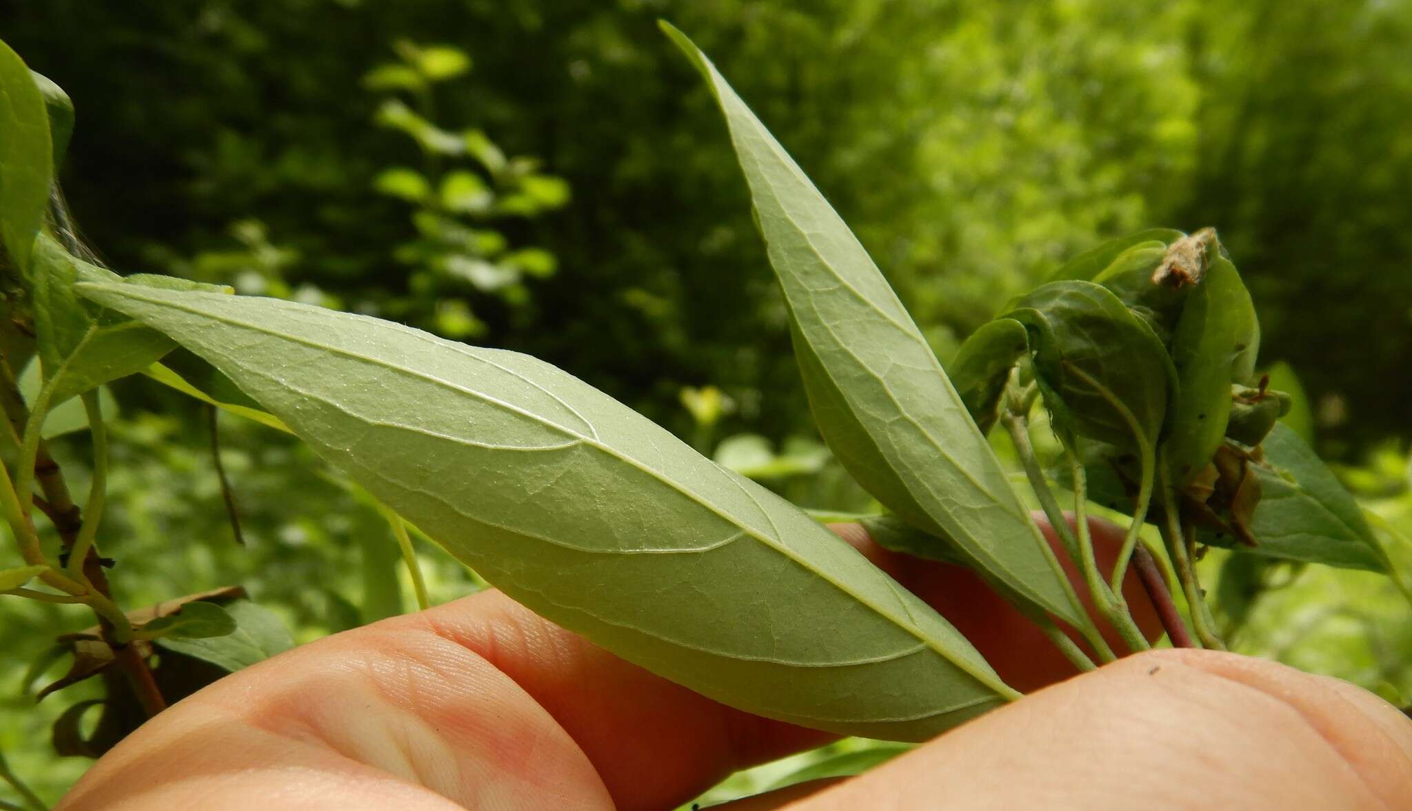 Image of Pale Dogwood