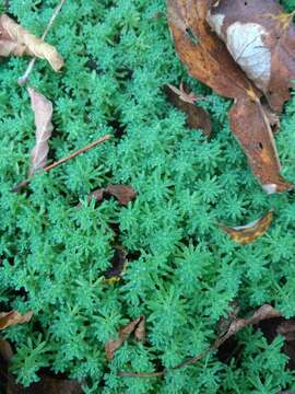 Image of Sedum pallidum Bieb.