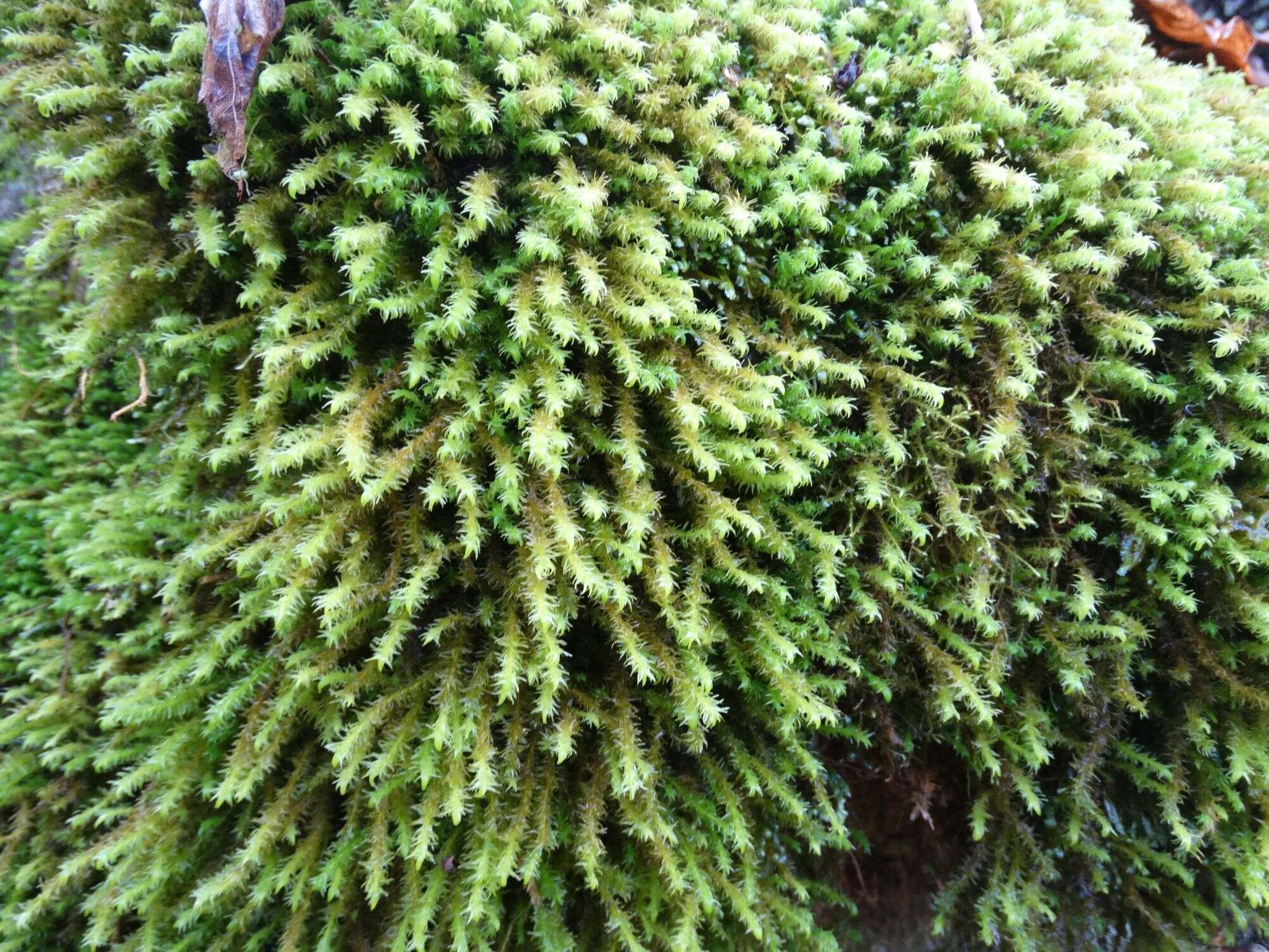 Image of rambling tail-moss