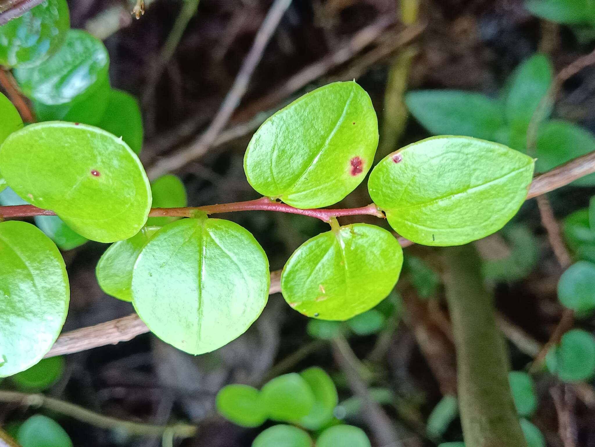 Image of Puerto Rico Brittleleaf