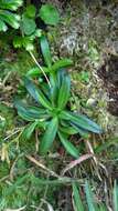 Image de Gentiana davidii var. formosana (Hayata) T. N. Ho