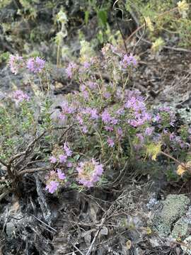 Image of Thymus guberlinensis Iljin