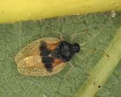 Image of Avocado lace bug