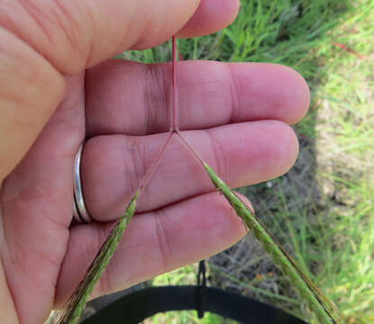 Image of Angleton bluestem