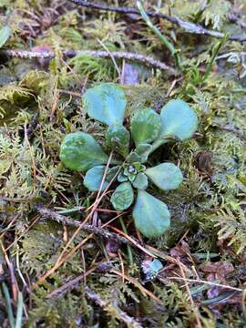 Image of Saxifraga cuneifolia L.