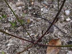 Sivun Comesperma defoliatum F. Müll. kuva