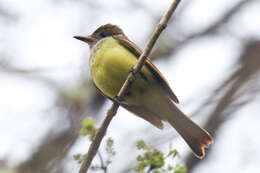 Image of Great Crested Flycatcher