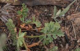 Image of Pelargonium multicaule subsp. multicaule