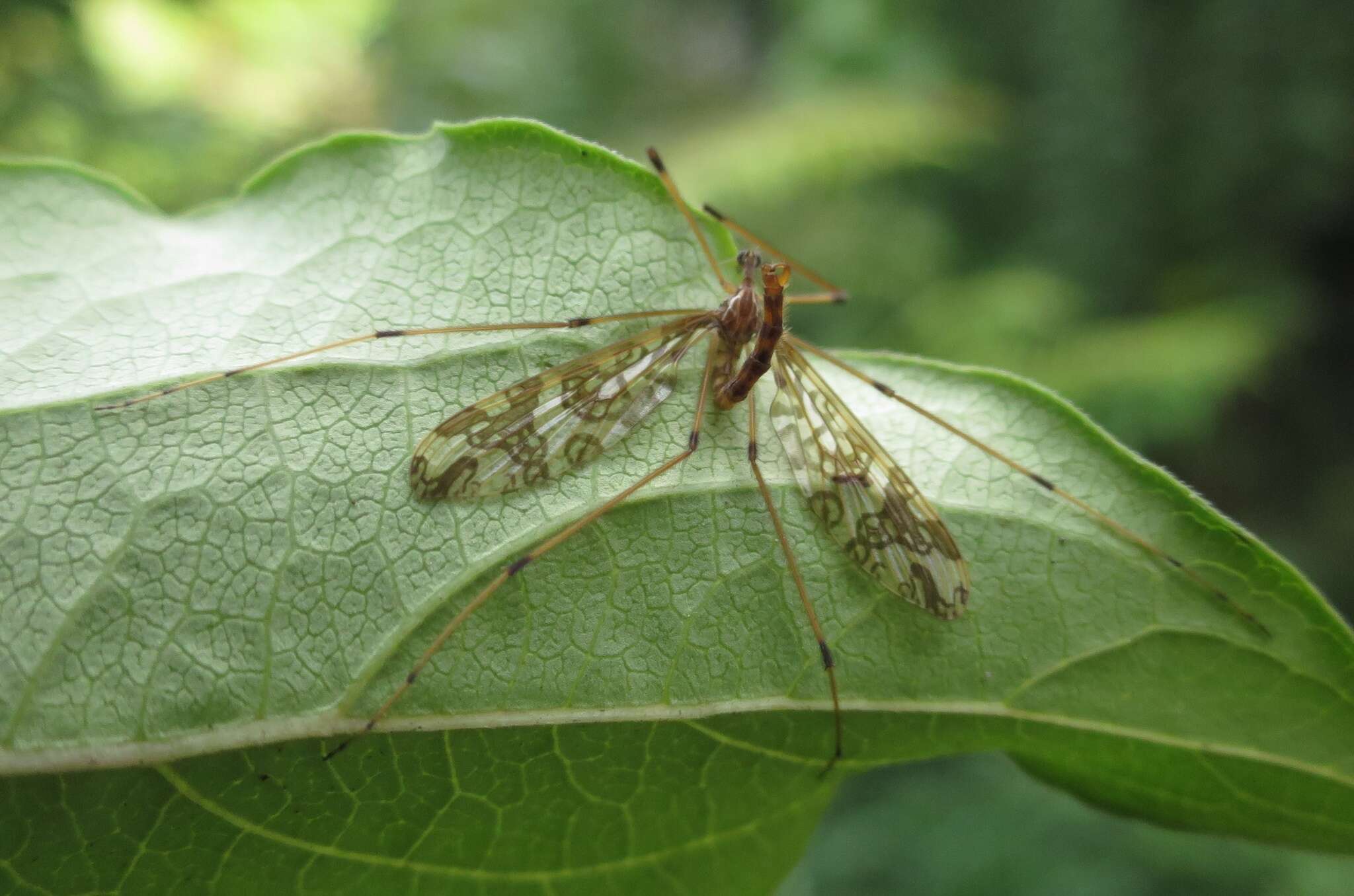 Слика од Mischoderus annuliferus