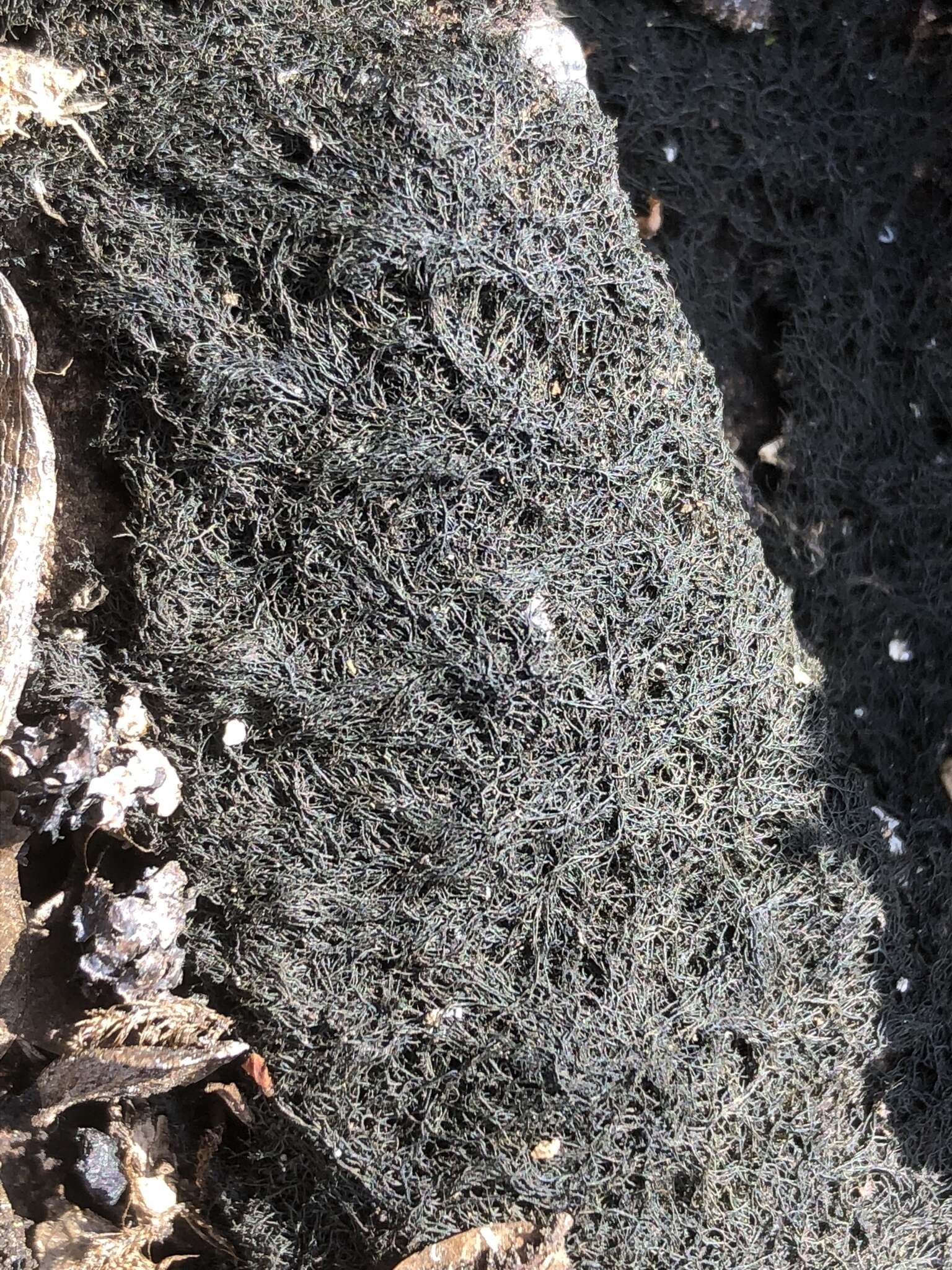 Image of Waterside rockshag lichen