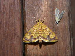 Portentomorpha xanthialis Guenée 1854 resmi