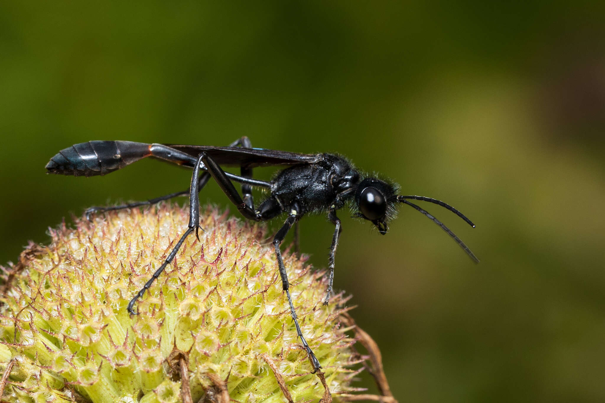 Image of Ammophila nigricans Dahlbom 1843