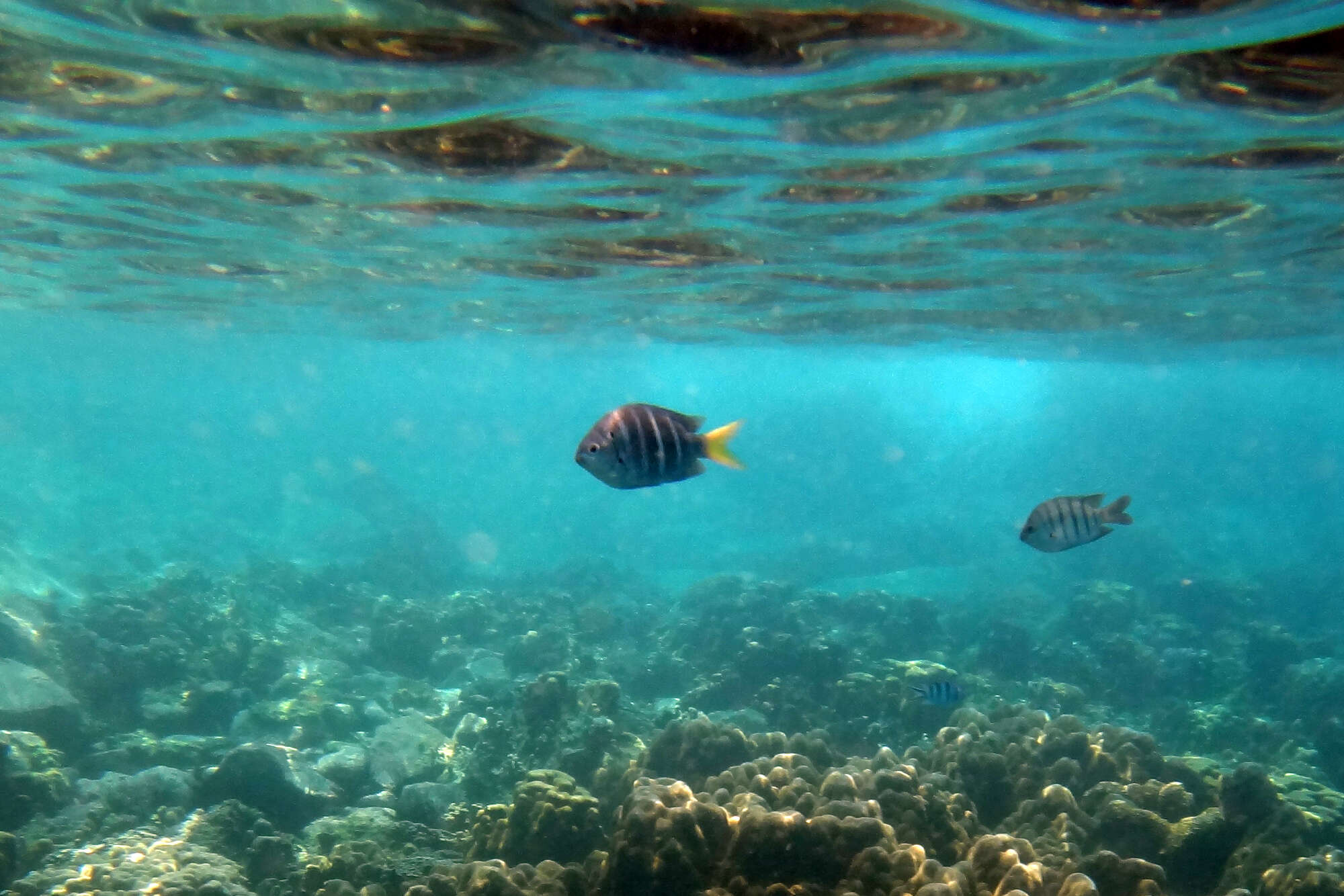 Image of Yellowtail sergeant