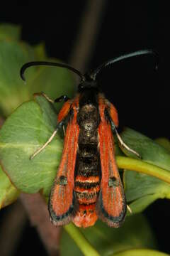 Image de Chamaesphecia anthraciformis Rambur 1832