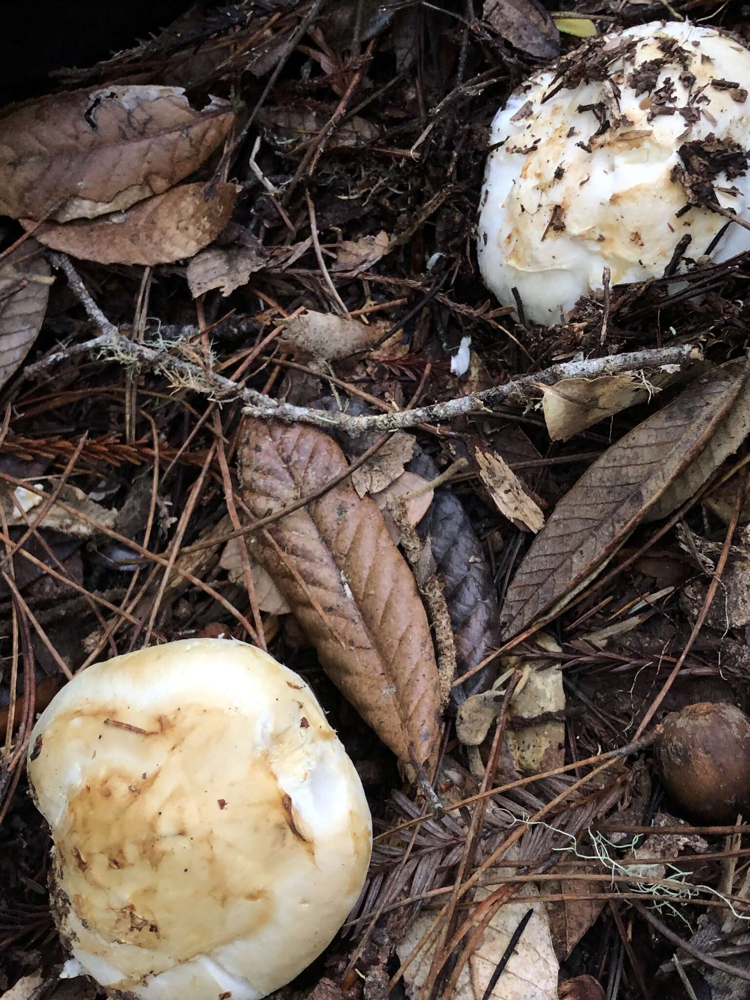 Image of White Matsutake