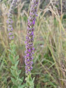 Imagem de Nepeta tuberosa L.