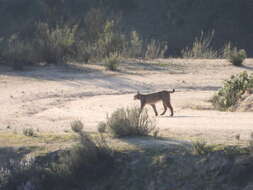 Image of Iberian lynx