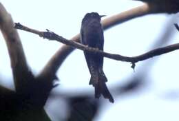 Image of Fork-tailed Drongo-Cuckoo