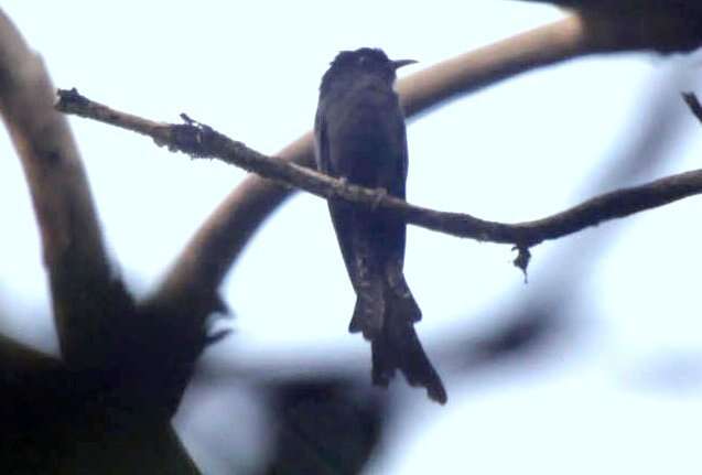 Image of Fork-tailed Drongo-Cuckoo