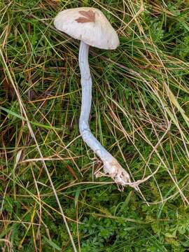 Image of Stropharia pseudocyanea (Desm.) Morgan 1908