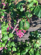 صورة Ribes sanguineum Pursh