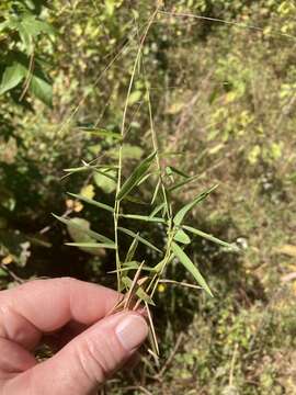 Image of Short-Leaf Skeleton Grass