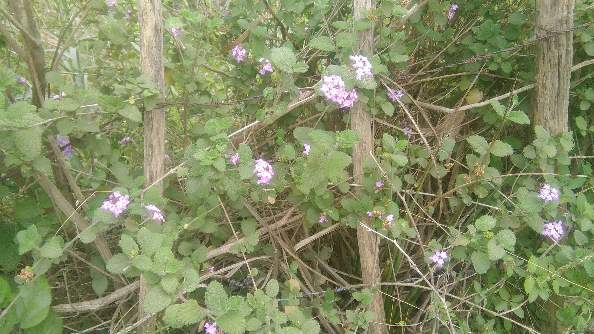 Image of Lantana megapotamica (Spreng.) Tronc.