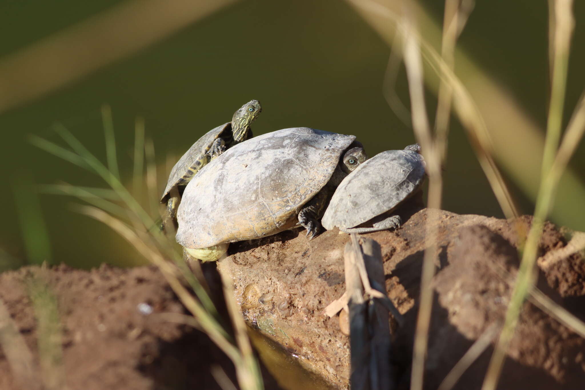 Image of Mauremys leprosa saharica Schleich 1996