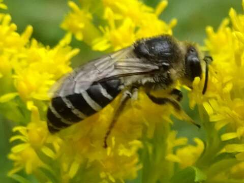 Image of Colletes simulans armatus Patton 1879