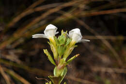 Image of Euphrasia laingii Petrie