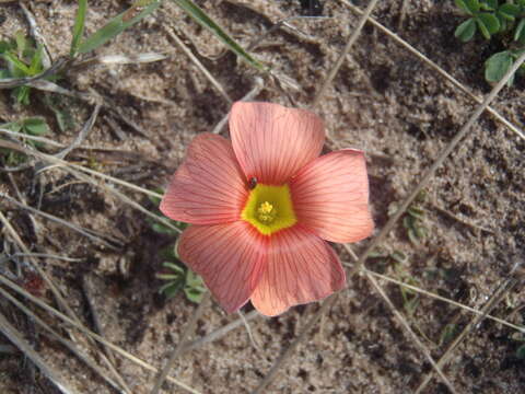 Image of Oxalis obtusa Jacq.