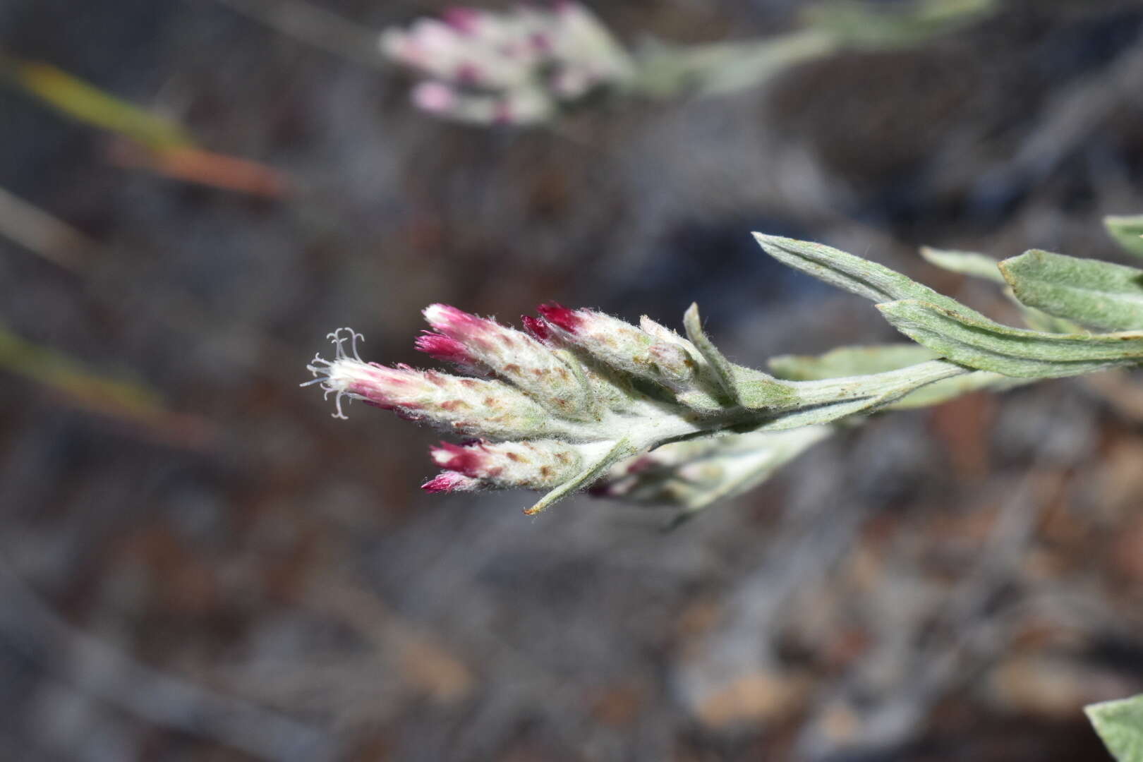 Image of pinewoods pussytoes