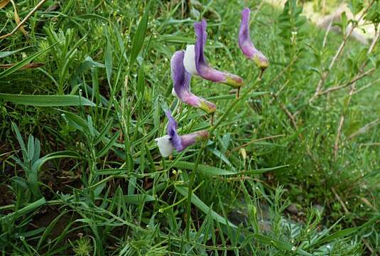 Image of Vicia subvillosa (Ledeb.) Boiss.