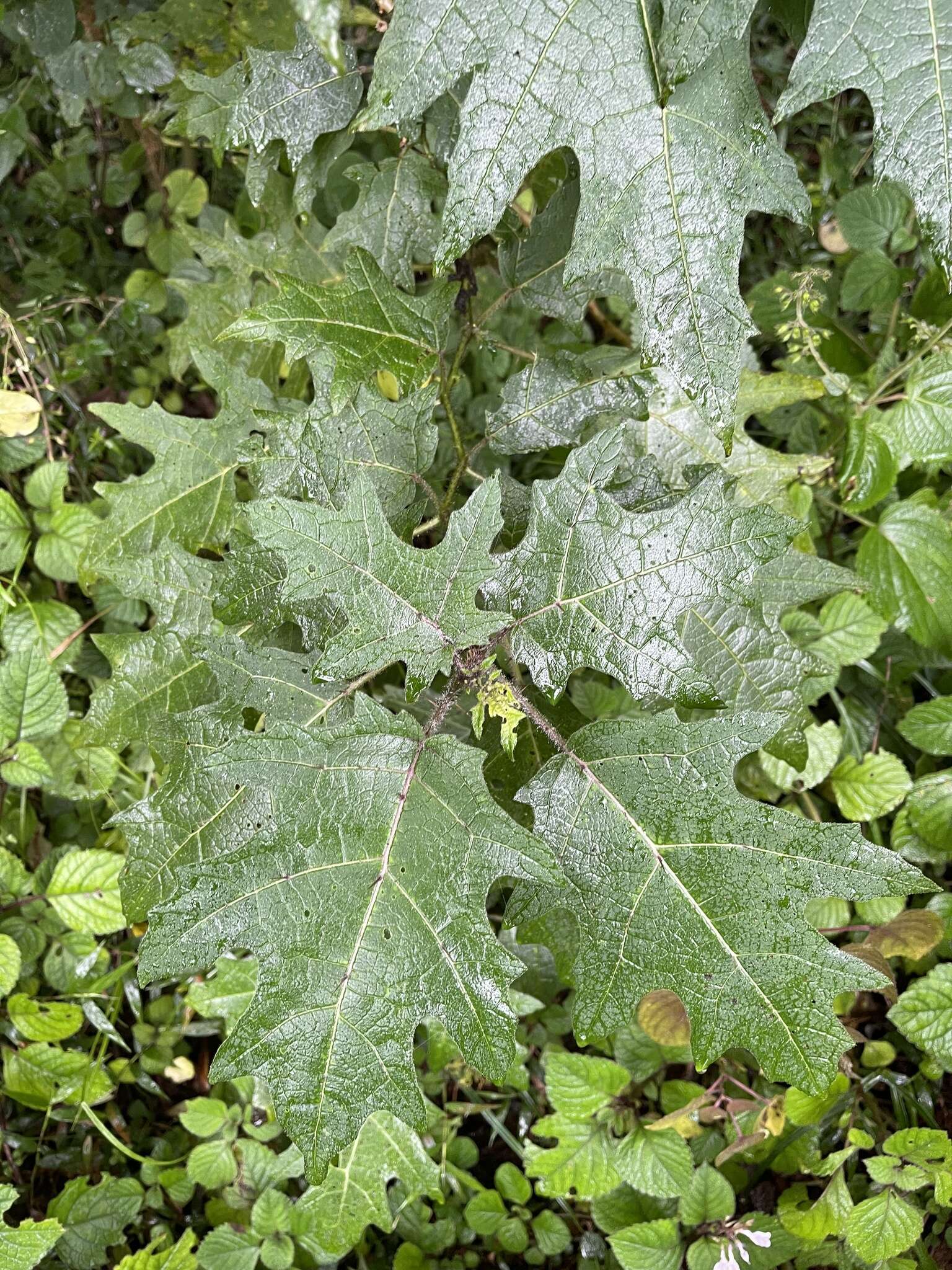 Sivun Solanum aculeatissimum Jacquin kuva