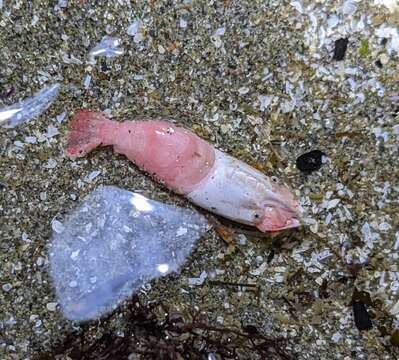 Image of deep blade shrimp