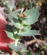 Image of <i>Cliffortia <i>ilicifolia</i></i> var. ilicifolia