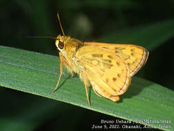 Image of Potanthus flava Murray 1875