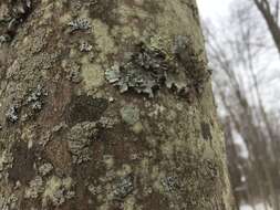 Image of Hypotrachyna lichen