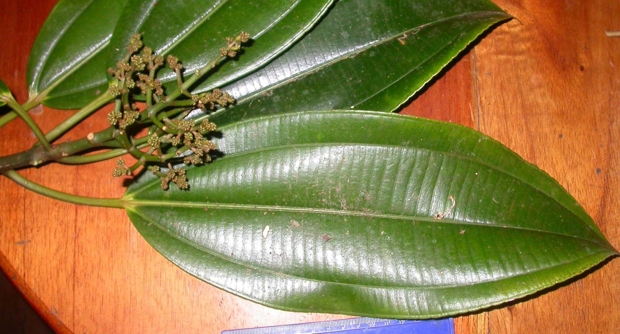 Image of Miconia commutata Almeda