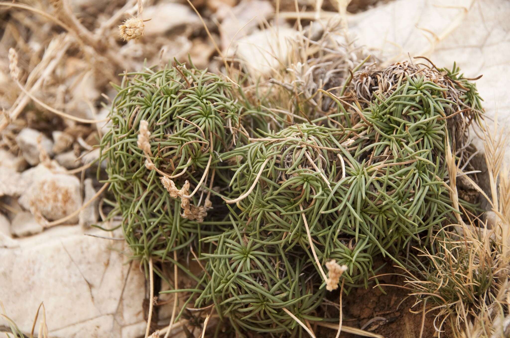 Image of Plantago subulata L.