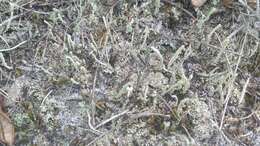 Image of Powdery peg lichen