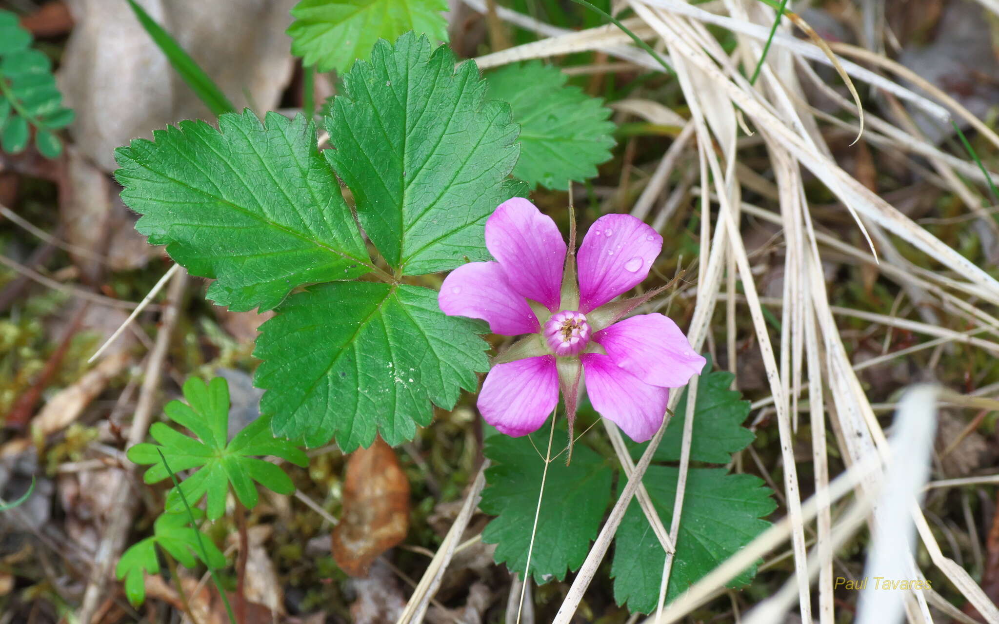 Image de Rubus arcticus subsp. acaulis (Michx.) Focke