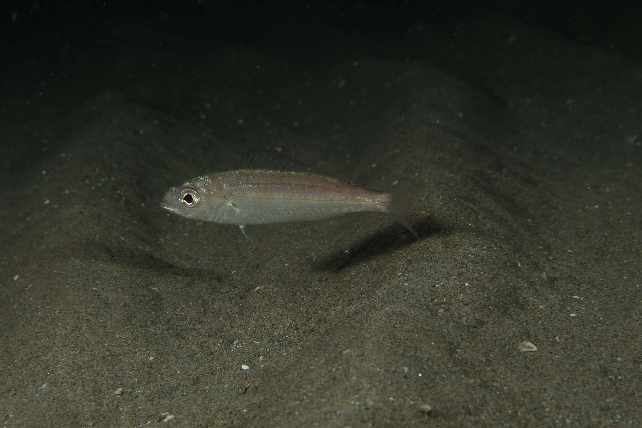 Image of Auxillary seabream