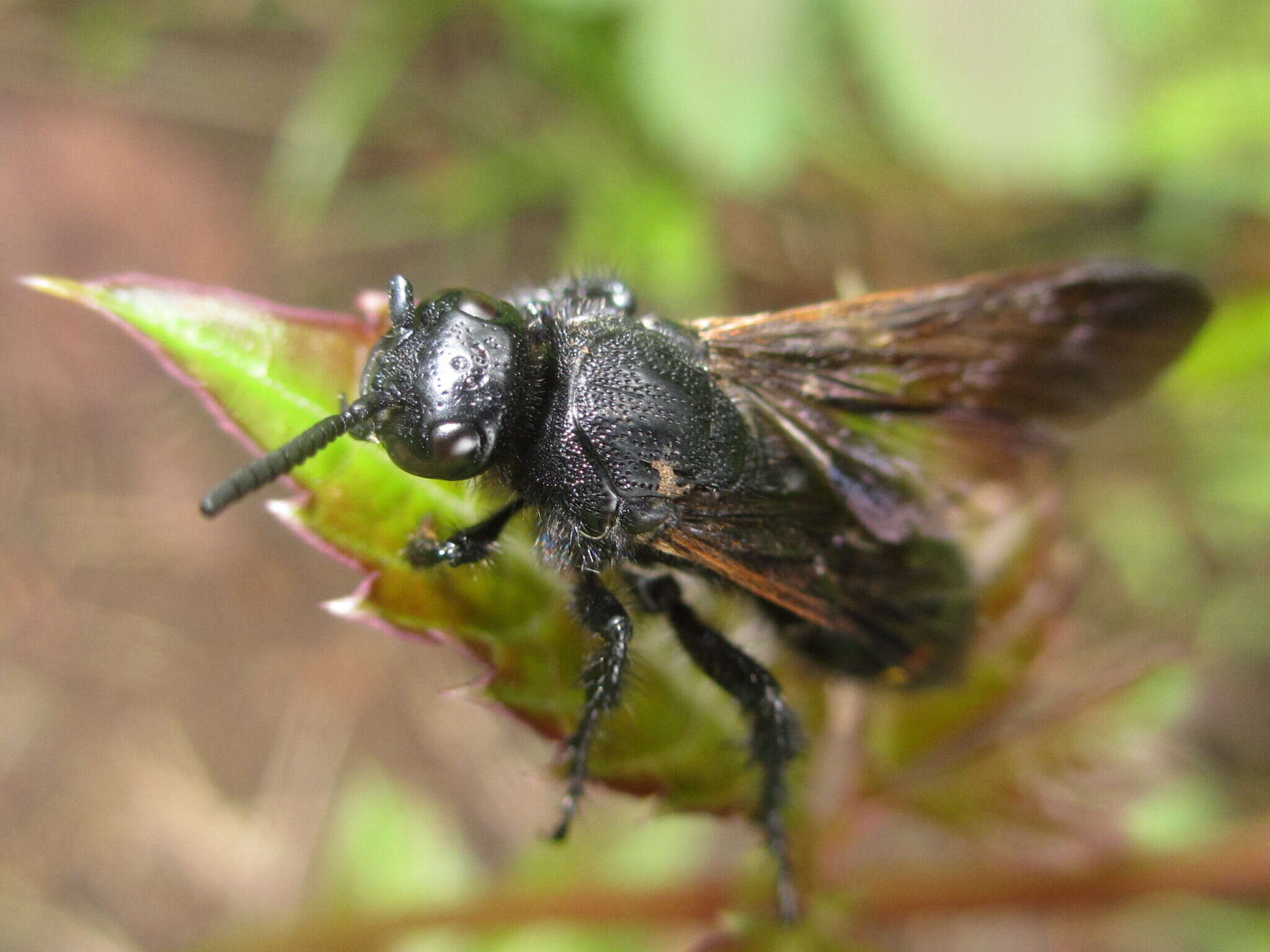 Image of Scolia oculata Matsumura 1911